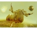  Two Pseudoscorpions Geogarypus sp. (Geogarypidae), probably "Mating dance" . Fossil inclusions in Baltic amber #5539