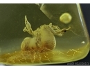  Two Pseudoscorpions Geogarypus sp. (Geogarypidae), probably "Mating dance" . Fossil inclusions in Baltic amber #5539