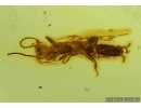 Rare Webspinner, Embioptera with Mite and rare Wasp. Fossil Inclusions in BALTIC AMBER #5566