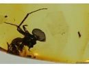 THYSANOPTERA, Thrips and Ant. Fossil insects in Baltic amber #5574