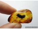 Pinaceae, Great Big Pine Cone 12mm! in Baltic amber #5588