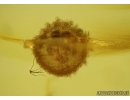 Spider Cocoon with Eggs! Fossil inclusions in Baltic amber #5599