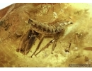 CICADINA, CICADA and BEETLE COLEOPTERA. Fossil insects in Baltic amber #5620