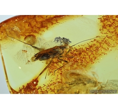 HETEROPTERA, BUG. Fossil inclusion in BALTIC AMBER #5622