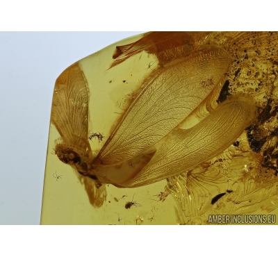 ISOPTERA, TERMITE. Fossil inclusion in BALTIC AMBER #5623