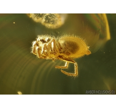 Salticidae, Jumping Spider and Hymenoptera Ant Pupae in Baltic amber #5624