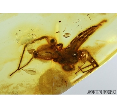 Araneae, Spider. Fossil inclusion in Baltic amber #5625