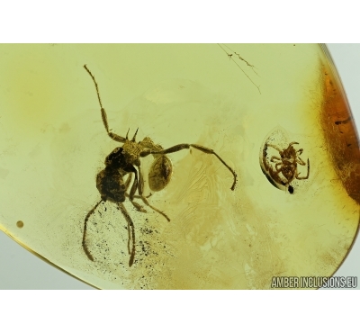 Hymenoptera, Rare Ant and ACARI MITE in Baltic amber #5627