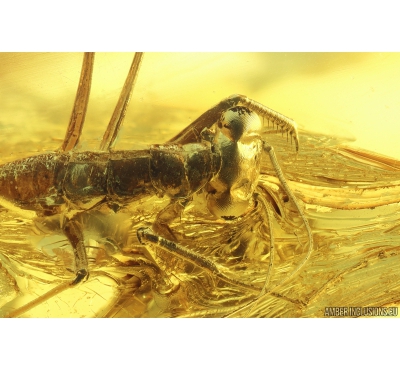 Very Nice Rare Praying Mantis, Mantodea and Dance fly Empididae. Fossil insects Baltic amber #10012