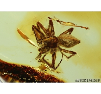 Araneae, Spider. Fossil inclusion in Baltic amber #5663