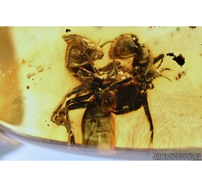 Two Rare Big Ants with Spines. Fossil inclusions in Baltic amber #5668