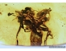 Two Rare Big Ants with Spines. Fossil inclusions in Baltic amber #5668