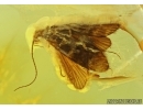 Trichoptera, Caddisfly. Fossil insect in Baltic amber #5672