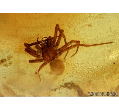 Rare Spider Araneae, Dictynidae, Mastigusa. Fossil inclusion in Baltic amber #5674