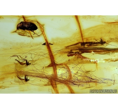 Mammalian hair and more. Fossil inclusion in Baltic amber #5691
