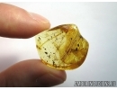 Mammalian hair. Fossil inclusion in Baltic amber #5716