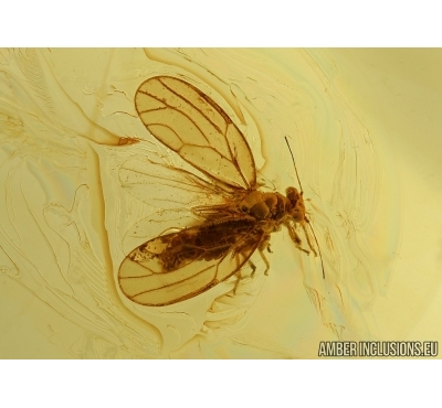 Rare Psyllid, Psylloidea. Fossil insect in Baltic amber #5720