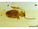 Silvanidae, Rare Beetle. Fossil insect in Baltic amber #5721