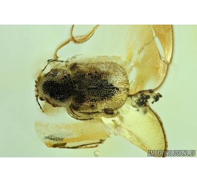 Chrysomelidae, Eumolpinae, Beetle. Fossil insect in Baltic amber #5728