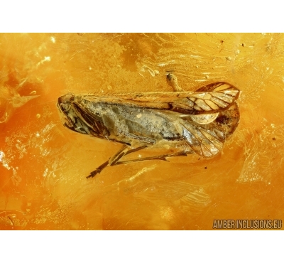 Planthopper Fulgoromorpha Cixiidae. Fossil insect in BALTIC AMBER #5745