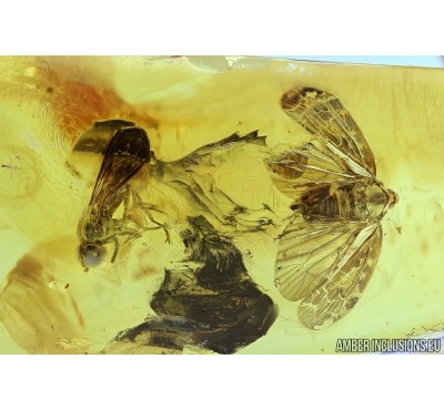 CICADINA, CICADA and Syrphidae, Hover Fly . Fossil insects in Baltic amber #5746