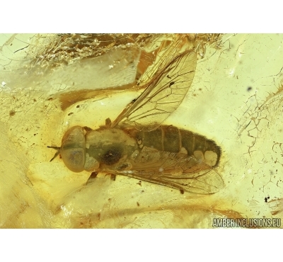 Very rare Horse fly, Tabanidae. Fossil Insect In BALTIC AMBER #5753