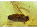 Very rare Horse fly, Tabanidae. Fossil Insect In BALTIC AMBER #5753