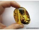 Very Rare, BIG 30mm! PLANT, FLORA. Fossil inclusion in Baltic amber #5754