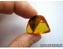 Very Big 20mm! Leaf. Fossil inclusion in Baltic amber #5755