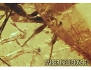EXTREMELY RARE CROWN WASP, STEPHANIDAE. Fossil inclusion in Baltic amber #5758