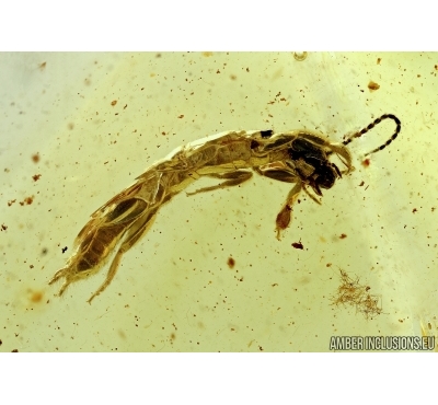 RARE EMBIOPTERA, WEBSPINNER. Fossil Inclusion in BALTIC AMBER #5802