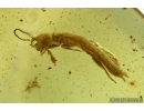 RARE EMBIOPTERA, WEBSPINNER. Fossil Inclusion in BALTIC AMBER #5802