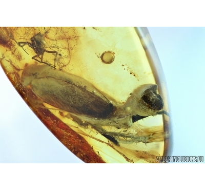 Rare scene: Cockroach with Ootheca. Fossil inclusion in Baltic amber #5837