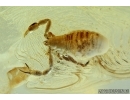 Very Nice PSEUDOSCORPION. Fossil inclusion in Baltic amber #5866