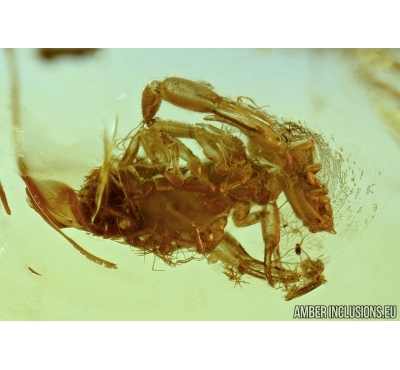 ACTION! Two Pseudoscorpions, Probably female eating male! Fossil inclusions in Baltic amber #5886