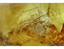 ACTION! Two Pseudoscorpions, Probably female eating male! Fossil inclusions in Baltic amber #5886