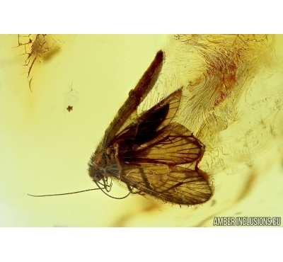Trichoptera, Caddisfly. Fossil insect in Baltic amber #5889