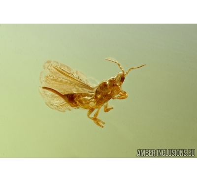 THYSANOPTERA, THRIPS. Fossil insect in Baltic amber #5891