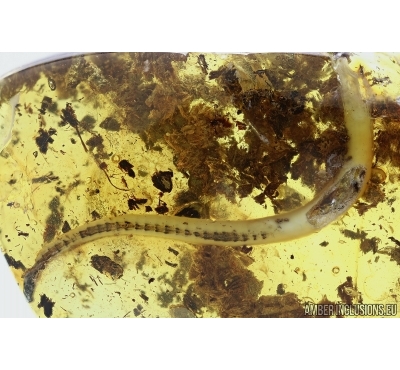 Extremely rare LIZARD TAIL, REPTILIA. Fossil inclusion in Baltic amber #5895