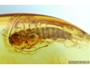 Silverfish, Lepismatidae. Fossil inclusion in Baltic amber #5897