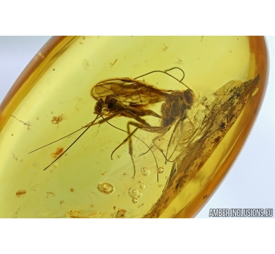 BIG WASP HYMENOPTERA, Ichneumonidae and THRIPS. Fossil inclusions in Baltic amber #5899