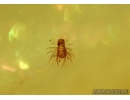Unique Exuvia and Beetle larva. First example in Baltic amber #5900