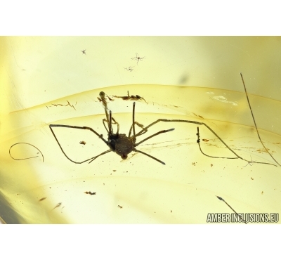 Harvestman, Opiliones. Fossil inclusion in Baltic amber #5912