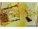 Beetle in the Spider web . Fossil inclusions in Baltic amber #5958