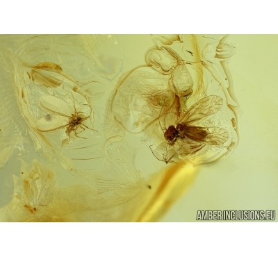 Coccid Coccoidea Matsucoccus and Psocid Psocoptera. Fossil insects in Baltic amber #5959