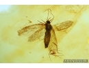 Lepidoptera, Moth. Fossil insect in Baltic amber #5961