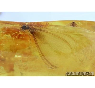 ISOPTERA, TERMITE and Psychodidae, Moth fly. Fossil inclusions in BALTIC AMBER #5962