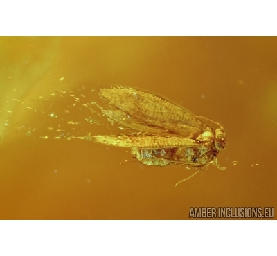Lepidoptera, Moth. Fossil insect in Baltic amber #5963