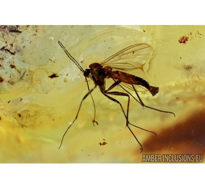 Mycetophilidae, Very nice Fungus gnat in Baltic amber #5965