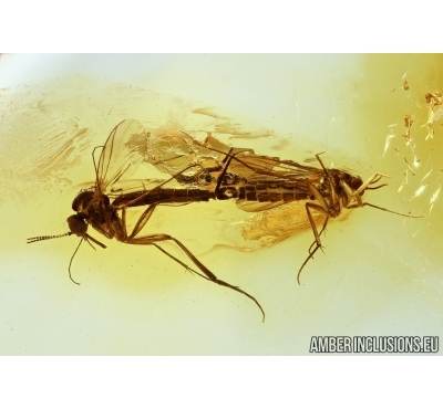 Rare Long-beaked fungus gnats Mating (Copula), Lygistorrhinidae. Fossil insects in Baltic amber 5967